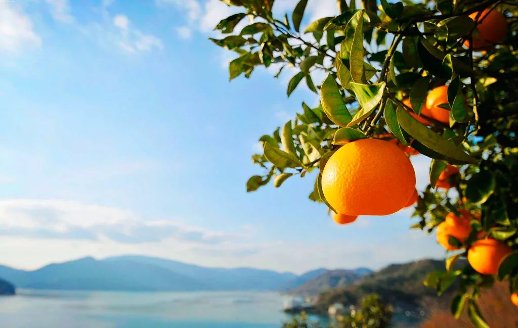 世界上有很多果凍橙，但只有一種叫做島橙